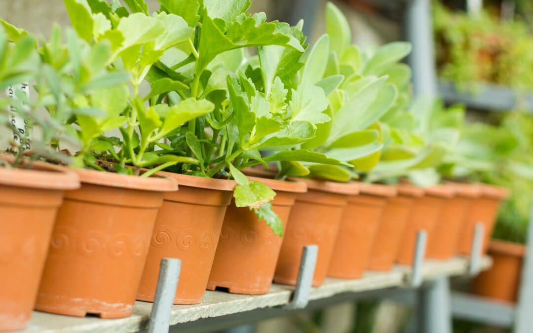 Alcohol and Drugs Action Annual Plant Sale in Aberdeen: a green fundraiser for a vital cause